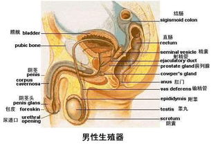 为什么男生会变大