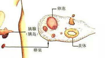 排卵正常就能怀孕吗女性