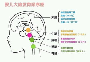 掌握胎儿脑部发育过程视频