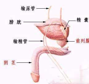 输精管堵塞彩超能看出来吗