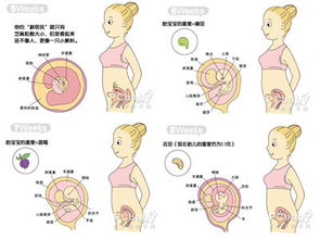 环孕两个月胎儿发育到什么样子