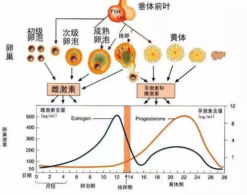 孕激素的作用有哪些