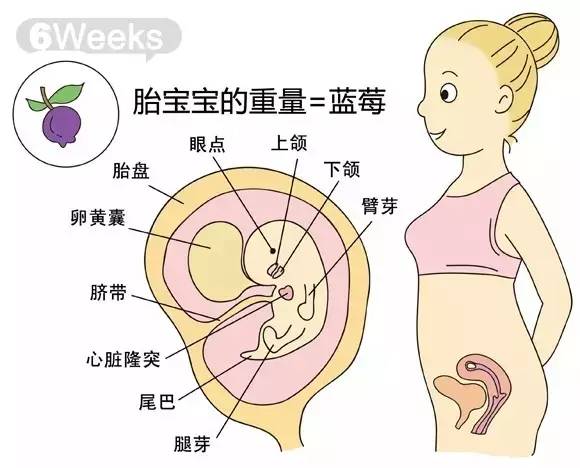 怀孕7个月胎儿图