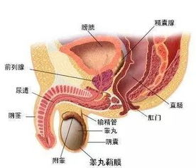 引起血精的常见原因有哪些