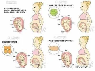 怀孕每周胎儿大小变化图