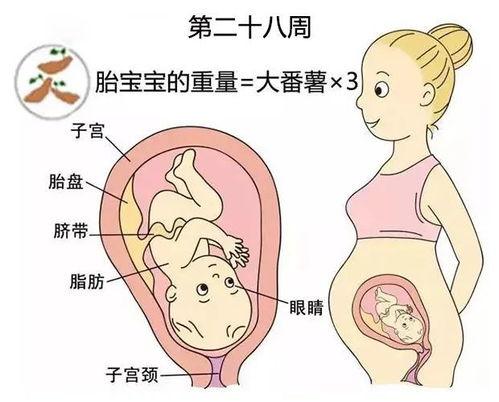 怀孕八周具体会出现哪些症状呢