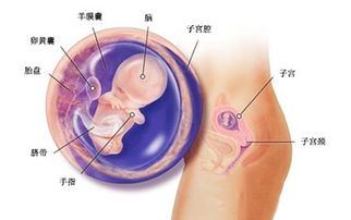 怀孕八周具体会出现哪些症状呢