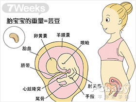 怀孕7周胚胎大小