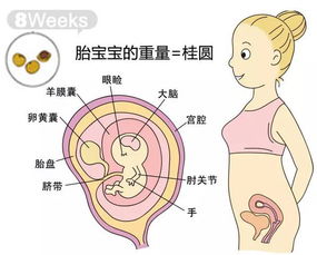 怀孕7周胚胎大小