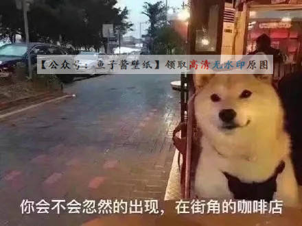 治愈系狗狗文案