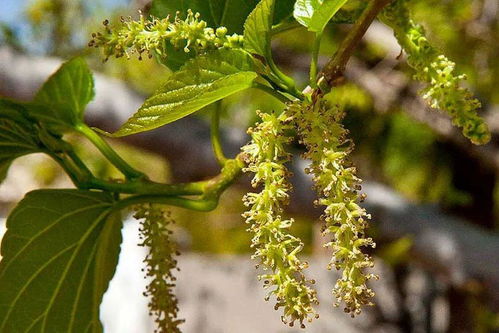 柚子几年开花？