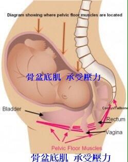 怎么做盆底肌肉练习