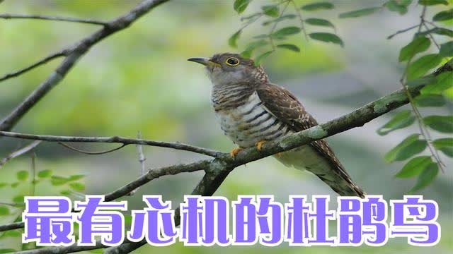 杜鹃鸟把蛋下在什么鸟窝里？