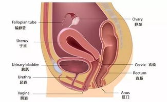 宫腔粘连会导致不孕吗?