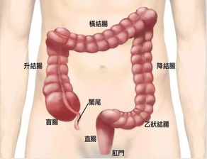 怀孕后没卵黄囊会怎样