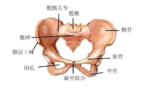 产后耻骨疼恢复方法图解