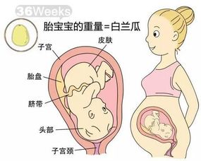 胎儿32周请帮忙算下宝宝体重？双劲顶7.7㎝，股骨长6.2㎝，羊水深6.0，宝宝有好重啊