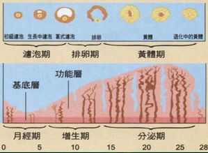 月经干净了第几天排卵期