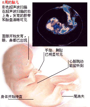 怀孕9周 胎儿发育成什么样? 应该注意什么?