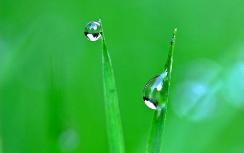 谷雨的四句古诗？