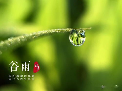 雨水是什么意思