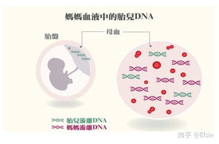 怀孕后如何看胎儿性别