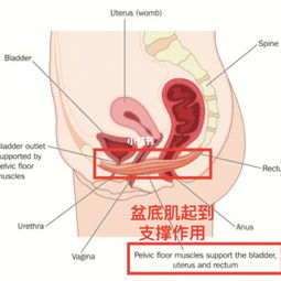 做宫劲修复手术要多少钱