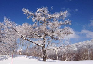 大雪纷飞短句