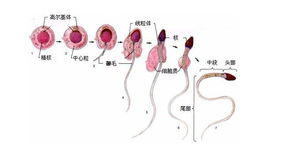 男性也有生理周期表现吗