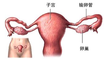 输卵管堵塞对身体的危害有哪些