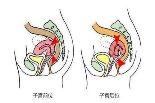 提高受孕几率的方法