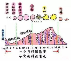 备孕期排卵后需要注意什么