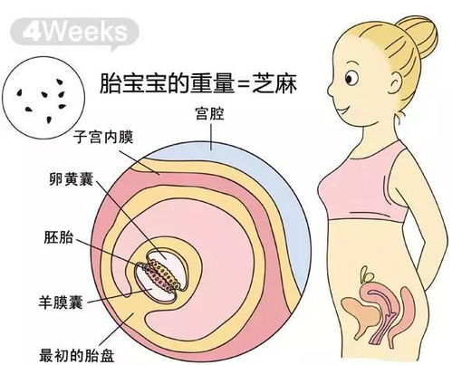 怀孕两个半月胎儿有多大