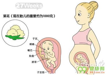 胎儿在胚胎期发育是怎样的一个过程？