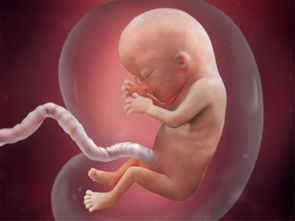 胎儿在胚胎期发育是怎样的一个过程？