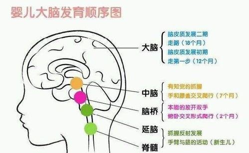 大脑是如何开始发育的呢