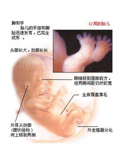 影响胎儿发育的五大杀手因素