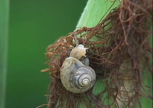 玉米地里有蜗牛怎么办？