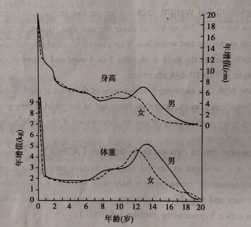 胎儿也有生物钟