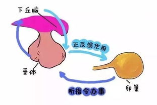 怎样才能排卵正常