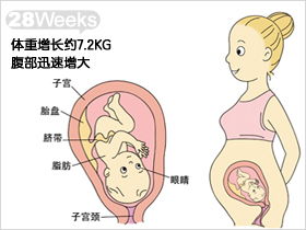 怀孕7个月宝宝b超图