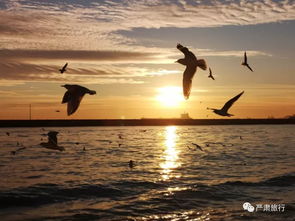 海鸥夕阳图片