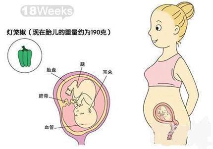 孕晚期产检都查什么