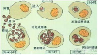 支原体感染不吃药能自愈吗