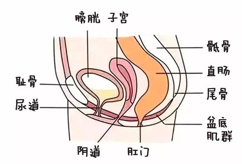 盆底肌肉的康复训练，怎么做的..