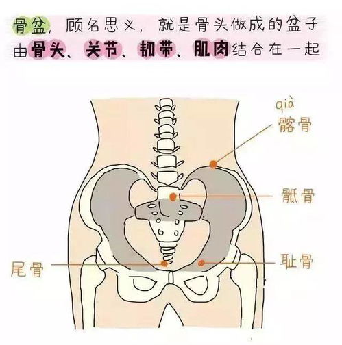 盆底肌肉的康复训练，怎么做的..