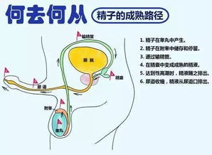 男士备孕需要补锌吗