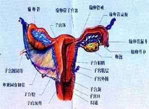 人流后黄体囊肿会自己消失吗