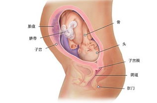 孕29周胎儿发育情况图
