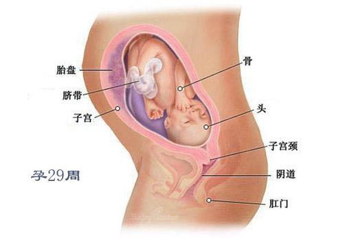 孕29周胎儿发育情况图
